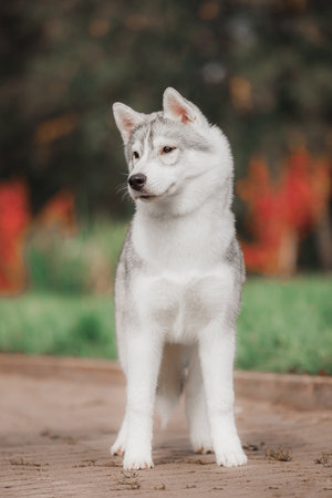 Frontal portrait of purebred Siberian husky with thick gray white coat standing on paved path among blurred autumn foliage showing upright calm confident stance.の写真素材