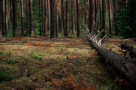 Fallen tree trunk resting across mossy forest floor among straight pine trunks in dense woodland.の写真素材