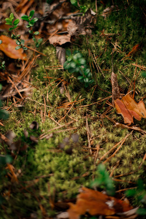 Detailed moss and pine needles covering forest floor with scattered green bilberry stems and autumn leaf accents.の写真素材