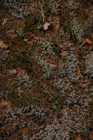 Vertical top-down perspective capturing mixed green moss, dry orange-brown needles, fallen leaves, and grey-white lichen mats for natural layered detail.の写真素材
