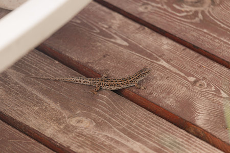 Detailed lizard with distinctive dark markings lies on rustic wood boards with visible natural grain, close-up showcasing subtle earthy color palette.の写真素材