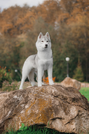Siberian husky with thick gray white fur standing on large rock surrounded by autumn park colors...