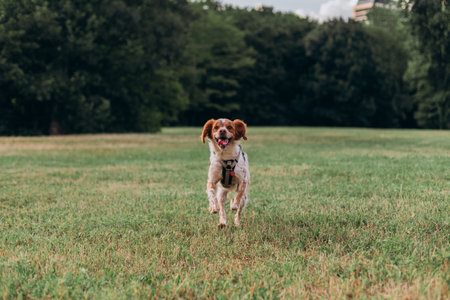 Closeup view of joyful energetic spaniel dog with ears flapping mouth open tongue out sprinting over park field with trees and distant building peeking behind green leafy canopy.の写真素材