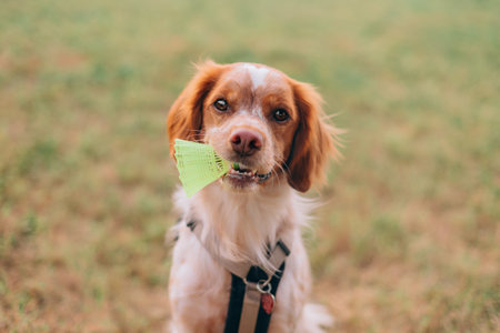 Detailed face of brown white dog with black beige harness, gripping bright neon green plastic shuttlecock between teeth, green grass background, natural light.の写真素材