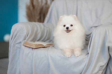 Smiling white pomeranian dog lying on armchair beside open book, warm indoor setting with blue wall...