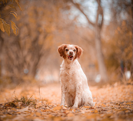 Single Brittany Spaniel with white and red fur sits on orange leaves in golden forest, looking into...