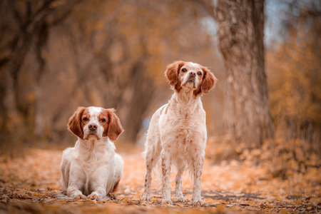 Pair of brown and white Brittany Spaniels pose together on leafy path. Contrast of lying and...