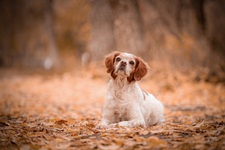 Dog rests calmly on leaf-covered trail, with curious look and head tilt. Fall colors create cozy and...