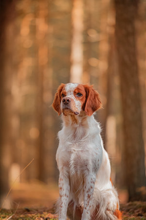 Red and white Brittany Spaniel facing forward, detailed fur and focused expression. Captured in...