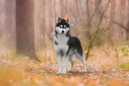 Black and white Siberian husky looking directly forward, tall ears and fluffy coat, blurred woodland...