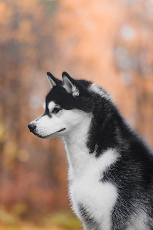 Siberian husky side profile closeup, black and white fur, erect triangular ears, sharp muzzle,...