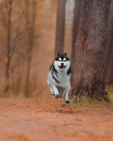 Black white Siberian husky captured mid run on forest path. Dog mouth open tongue visible happy...
