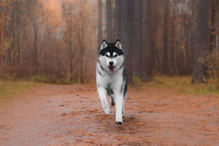 Siberian husky walking forward autumn forest trail black white fur tongue out energetic outdoor...