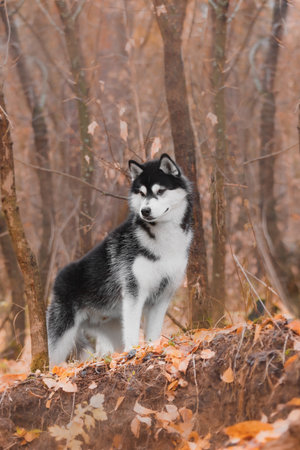 Siberian husky with black and white fur stands autumn forest ground, strong confident pose, erect...