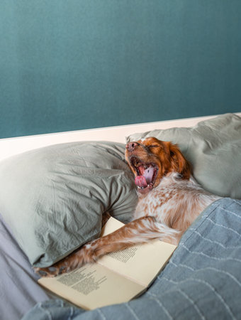 Cute brown and white dog yawning while lying under blanket with paws on open book, teal wall behind, soft pillow under head, relaxed bedroom moment suitable for cozy lifestyleの写真素材