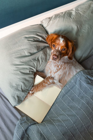 Dog lying in bed with open book, brown white fur, paw resting on page with illustration, head on...