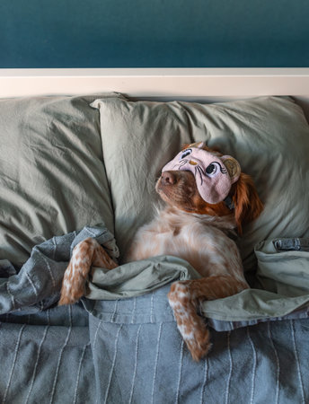 Brown and white spaniel dog rests under blanket, paws visible, head leaning on pillow, wearing cute pink eye mask with animal face, cozy bedroom, lifestyle pet shot.の写真素材
