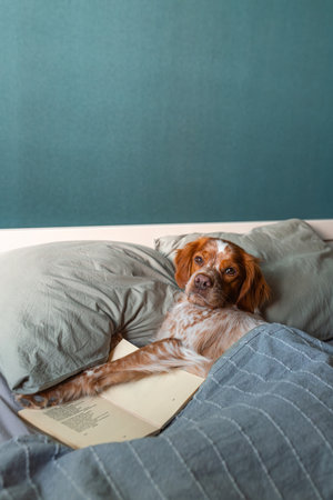 Brown and white spotted dog lying in bed under gray blanket with head on pillow and front paws...