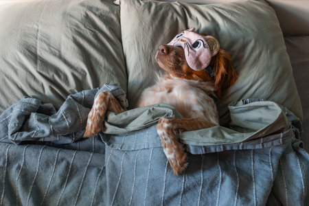 Relaxed brown and white spaniel lies comfortably under grey blanket with paws showing, soft green...