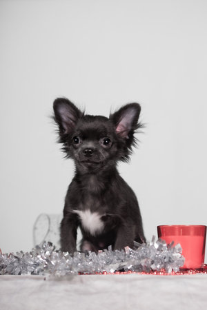 Black long-coat chihuahua puppy sits behind silver garland, red cup right, white backdrop, clean studio holiday portrait with copy space.	Forward ears, centered pose, white chestの写真素材