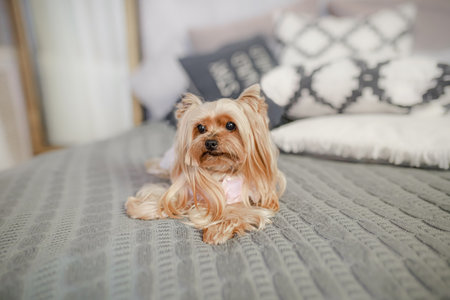 Yorkshire terrier with silky fur wearing pink outfit resting gracefully on gray knitted blanket indoors.	Long-haired Yorkshire terrier in light pink clothes lying on textured grayの写真素材