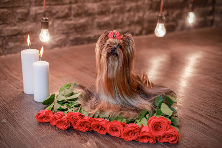 Elegant Yorkshire terrier with silky coat and bright bow posing with roses on wooden floor with hanging bulbs and candlelight.の写真素材