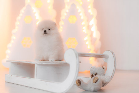 Fluffy baby Pomeranian sitting on vintage wooden sleigh beside soft toy bear, glowing background with warm bokeh lights.の写真素材