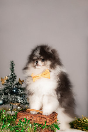 Adorable fluffy Pomeranian puppy wearing yellow bow tie poses on wicker basket beside small Christmas tree with blue balls and golden bows. Surrounded by shiny tinselの写真素材