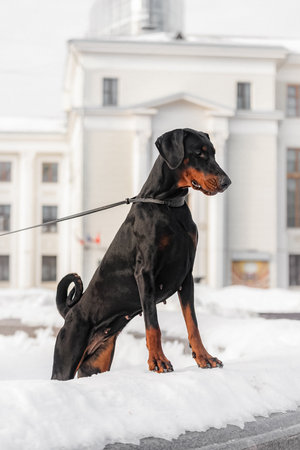 Strong black and tan Doberman leaning on snow surface near urban architecture, alert expression and shiny coat in cold daylight.の写真素材