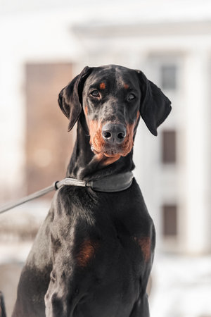 Closeup of black and tan Doberman looking forward outdoors, short coat glistening in sunlight,...