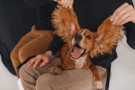 Close-up of cheerful red spaniel with shiny fur and long ears stretched by ownerâs hands. Dog sits on personâs knees, tongue out, looking playful and full of energy. Warm tonesの写真素材