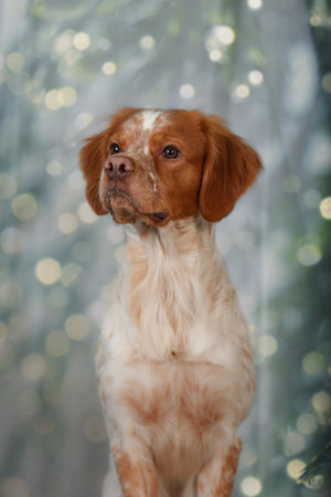 Close-up portrait of brown and white dog with gentle expression and smooth coat, sitting against glowing bokeh background, capturing peaceful winter holiday mood with natural lightの写真素材