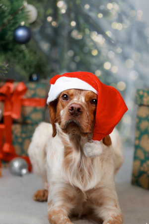 Adorable brown and white dog with expressive eyes wearing red Santa hat resting on soft snowy floor...