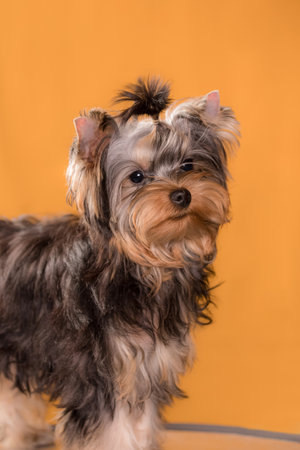 Adorable Yorkshire Terrier puppy with soft shiny fur and tied top hair, captured in profile under warm orange light, ideal for pet beauty, advertising, or grooming visuals.の写真素材