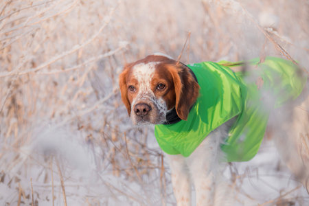 Close-up of attentive brown and white dog in bright green jacket surrounded by frosty dry grass. The...