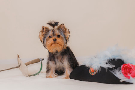 Small Yorkshire Terrier with silky fur sits attentively beside fencing sword and decorative black hat with feathers, stylish studio composition for pet fashion and creative designの写真素材