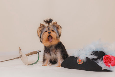 Playful Yorkshire Terrier puppy with fluffy fur and expressive face yawns beside decorative fencing sword and ornate musketeer hat with feathers, evoking elegant historical costumeの写真素材