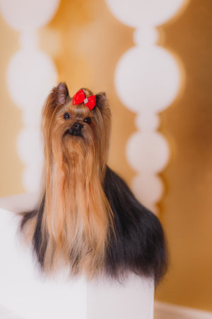 Elegant Yorkshire terrier with perfectly groomed coat and red bow posing on white surface, gold circular decor and glowing background create luxurious studio portrait atmosphere.の写真素材