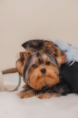 Close-up of Yorkshire Terrier puppy with silky fur lying calmly beside a feathered black hat, detailed portrait reflecting softness and elegance.の写真素材
