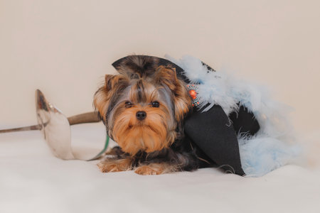 Relaxed Yorkshire Terrier puppy lies partly covered by feathered black hat near fencing sword, creating humorous and charming noble-themed pet photo in warm studio tones.の写真素材