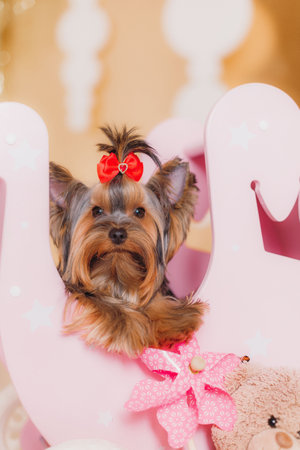 Yorkshire terrier puppy with red bow sitting on pink wooden chair among toys, bright background and decorative flower.の写真素材