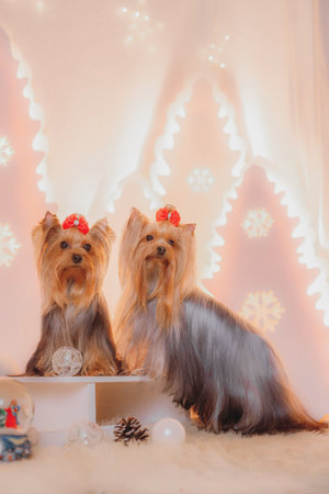 Two Yorkshire terriers with red bows posing together on white background with glowing snowflake...