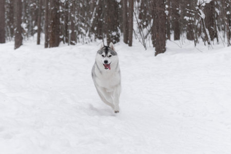 Gray and white husky with open mouth and visible tongue sprinting toward viewer on white snow trail...