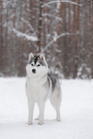 Calm Siberian husky with gray-white fur standing in snow-covered forest, balanced posture, soft natural daylight, snow and pine background creating winter atmosphere.の写真素材