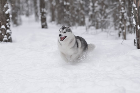 Gray and white husky sprinting across snowy forest trail, mouth open and joyful, fur fluffy, paws lifted, motion captured sharply with snow particles in air.の写真素材