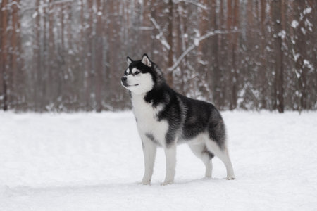 Majestic husky standing tall on white snow amid pine woods. Confident gaze and muscular frame reflect endurance, strength, and elegance of northern sled breed in winter environmentの写真素材