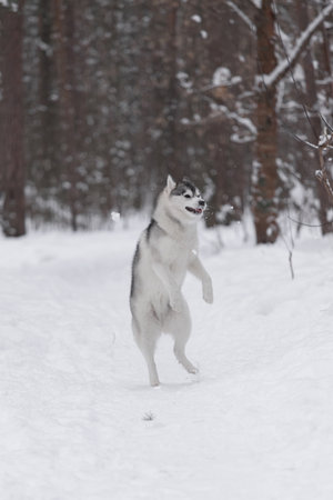 Gray and white husky standing on hind legs surrounded by snow and pine trees. Frozen snowflakes emphasize dynamic jump and strength of northern sled dog enjoying outdoor winter plaの写真素材