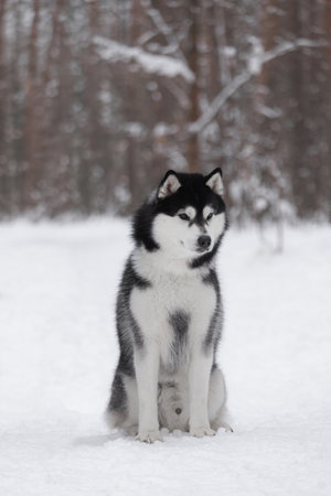 Close-up of husky with thick black and white coat sitting still on snowy ground among pine trees. Expression shows intelligence and composure, ideal for winter-themed pet photograpの写真素材