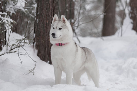 Graceful Husky female with dense fur and pink collar stands alert among snow-covered trees, showing proud northern breed features.の写真素材