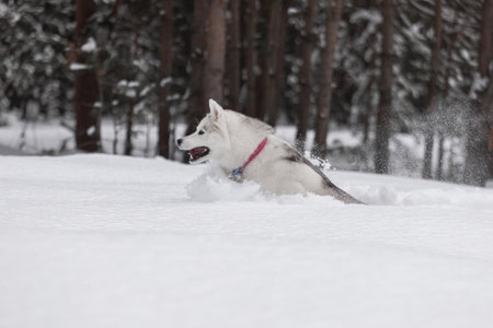 Lively husky with bright eyes and thick fur running through fluffy snow in pine forest. Snow flying,...